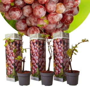 Vitis vinifera Pinot Gris - 3er Set - Weinrebe - Topf 9cm - Höhe 25-40cm - Bild 1 von 1