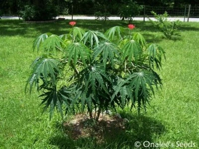 Semillas de árbol de coral en flor - 5 piezas - Jatropha Multifida. Foto 1 de 4