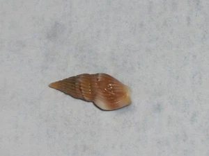 CRASSOPLEURA MARAVIGNAE UNIQUE PATTERN - Picture 1 of 2