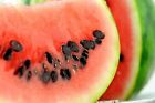 Dried Watermelon Seeds 100% Organic Natural Seeds 50+