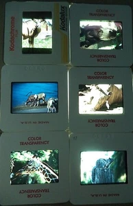 Lot of 6 Original Vintage 35mm Kodak Photo Color Slides Animals Kodachrome - Picture 1 of 10