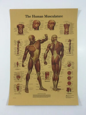 Medical Poster Human Body Structure Skeleton Nervous System Muscular System