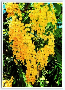 Hawaii Golden Shower Blossom Trees Continental Vintage Postcard - Picture 1 of 2