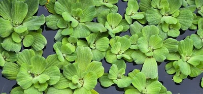 water lettuce aquarium/pond 5+ 💥sale read description - Image 1 of 2
