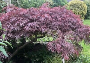 Acer palmatum 'Atropurpureum' (Purple Japanese Maple) 10 Tree Seeds | Bonsai UK - Picture 1 of 3