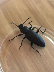 200 Superwurmkäfer (zophobas morio) !!!!! - Bild 1 von 3