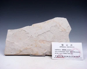 Late Jurassic Fresh Water Bony Fish Fossil w/ Collector's Certificate #12271617 - Picture 1 of 1