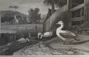 1807 Gans, von William Daniell. Aquatintengravur. - Bild 1 von 3