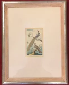 Mechón pavo real, faisán pavo real - col. Grabado en acero, 19. Jhdt, Georges-Louis Leclerc - Imagen 1 de 4