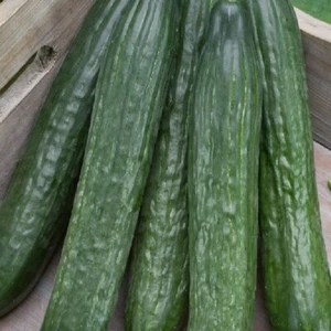 Samen Gurke Salatgurke Gergana 35 Korn  bitterfrei ertragreich Freiland robust - Bild 1 von 1