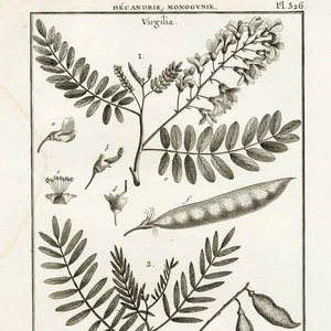 1790 LAMARCK, DE SEVE & BENARD Superb Botanical Engraving, Pl. 326 Virgilia - Picture 1 of 7