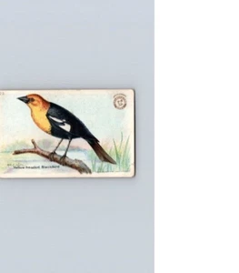 1918 Arm & Hammer Useful Birds America Yellow-headed Blackbird No 23 - Picture 1 of 2