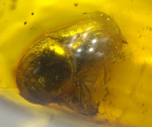 Beautiful Large Armored Beetle in Dominican Amber Fossil Gemstone - Picture 1 of 10
