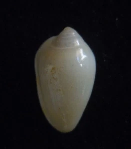 Seashell Prunum apicinum 9/10 mm gema/F++ - Imagen 1 de 3