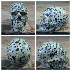 2.04" Dalmatian Jasper Skull Carved Stone 92g 3.2oz Crystal Healing Realistic