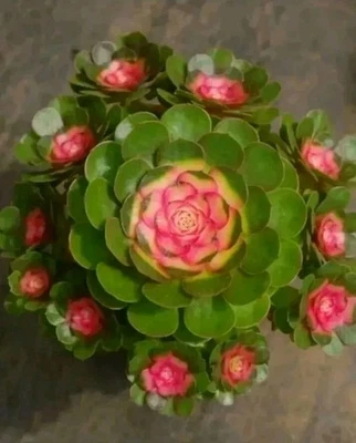 Aeonium Variegated Candy heart 🏵️ one head  9cm Rooted Succulent - Image 1 of 4