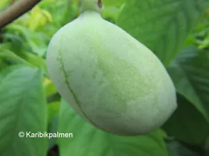 Asimina triloba - PawPaw- Indianerbanane - winterharte Pflanze 120-140cm - Bild 1 von 5