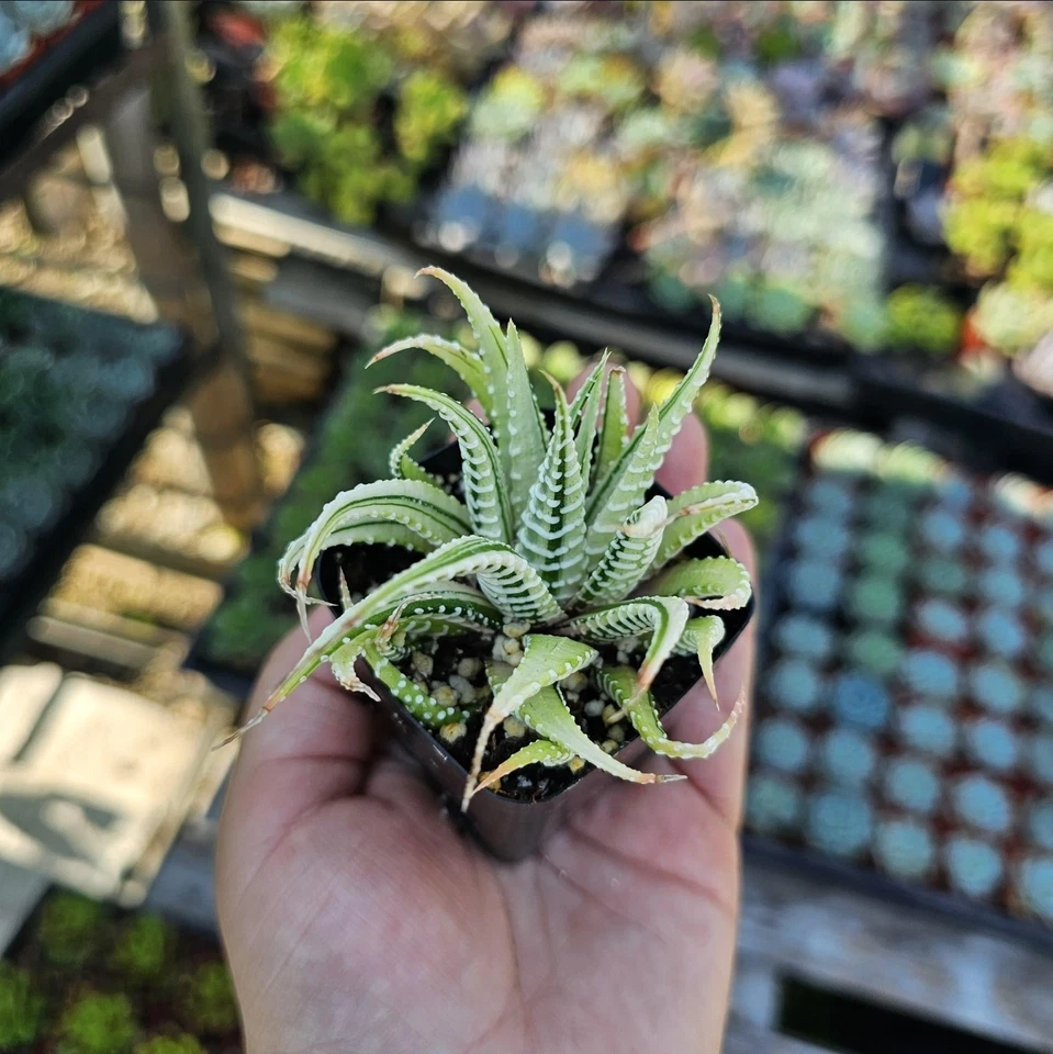 Haworthia Zebra | Variegata | 2in pot - Image 1 of 1