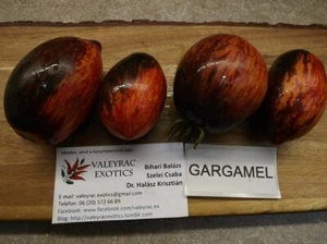 Gargamel Tomate - 5+ Samen - Erbstück Gemüsesamen! P 265 - Bild 1 von 1