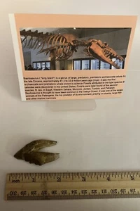 BASILOSAURUS TOOTH FOSSIL Late Eocene 40 Mi Yrs Old Artiodactyl 2” CS 7 - Picture 1 of 3