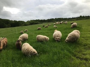 Schafwolle, Rohwolle 4kg unsortiert, ungereinigt, naturbelassen,Dünger - Bild 1 von 3