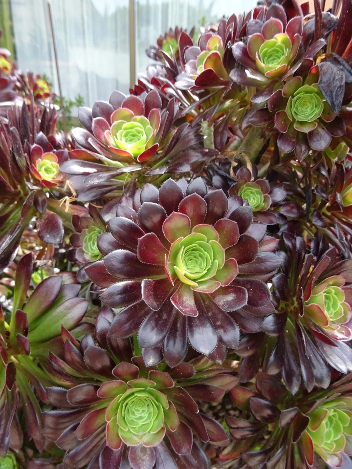 lots=10 aéoniums collector  presques noirs et panachés   +photos du jardin - Immagine 1 di 4