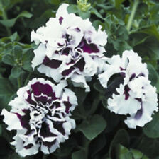 Usa 200 Seeds Double Purple White Petunia Flowers Garden Planting Perennial