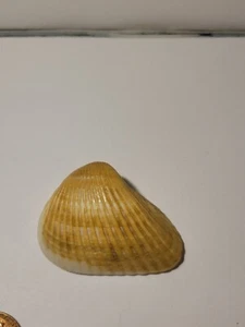 Hand Picked Brazilian Ark Shell - Picture 1 of 7