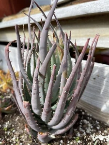 9” Mature Blue Elf Aloe Rooted - Picture 1 of 4