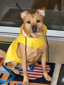 PETRAGEOUS Designs Sz Large Dog Yellow Reflective Slicker Raincoat Coat Jacket - Picture 1 of 10