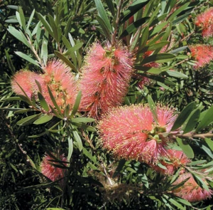 Callistemon Pink Champagne -(Tube stock, Flowers, Native, Bottlebrush) + FREEBIE - Picture 1 of 7