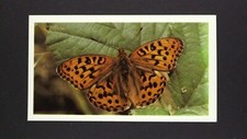 1 x Grandee Cigar card Butterfly - High Brown Fritillary ± No 6 ≠ Q33