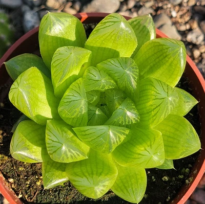 Haworthia Cuspidata 'Planta Ventana Estrella' Planta Suculenta 2 Pulgadas para Decoración de Jardín Foto 1 de 4