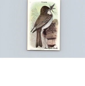 1938 Arm & Hammer Useful Birds of America 9th Series Phoebe No 3 - Picture 1 of 2