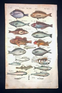 MERIAN - SKORPIONFISCH - PL.19 - FOLIO - ORIGINALSTICH -1650 -1.AUFLAGE - Bild 1 von 1