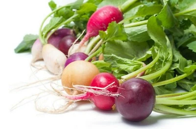 500 Graines de RADIS ROND MULTICOLORE en mélange - graines non traitées - Photo 1/3