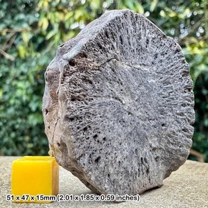 RAR: Ichthyosaurier Karpal Handgelenkknochen Fossil - Frontpaddel - Jurassic Coast, - Bild 1 von 2