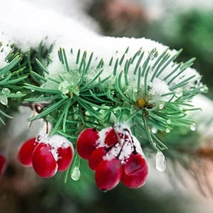 Holiday Scents Concentrated Liquid Simmering Potpourri Apple Wood Fir Needle - Picture 1 of 10
