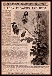 1887 A AD ELLIOTT NURSERY GARDEN COLUMBINE FLOWER SEEDS BLANC ENGRAVING - Picture 1 of 1