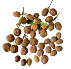 Replica Food Nutrition Training Walnuts Almonds Stage Photo Prop Realistic Play