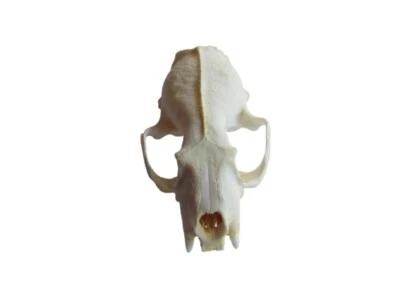 Mink Skull Top Brooch Animal Bone Jewelry (Neovison Vison) N4993 - Image 1 of 3