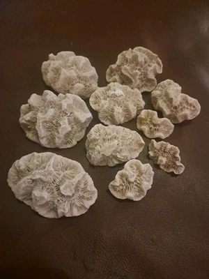 Genuine Coral, Decorative Coral, Tank Accessories. Home Accessories. Job Lot - Image 1 of 3