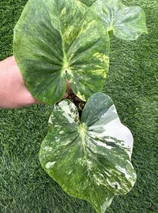 AUTHENTIC Caladium  Janna  1 bulbs - Picture 1 of 4