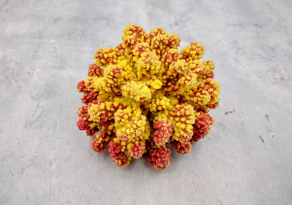 SEA SHELL EMPORIUM Yellow Rose FAUX Cluster Coral (1 FAKE Coral approx. 5Wx3Dx4T)