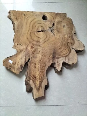 live edge slice of indian teak wood burl wood with high grains for casting craft - Image 1 of 4