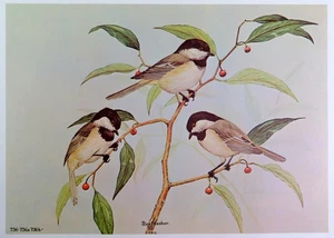 Rex Brasher Bird Print, Carolina Chickadee on Sugarberry Tree, 16x12 in. - Picture 1 of 3