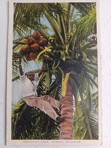 POSTAL NASSAU BAHAMAS árbol de cocanuete con niño trepador 1922 publicada en Nueva York  - Imagen 1 de 5