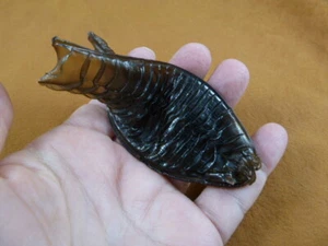 (s800-186) 4" Australian Swell Shark egg case casing Cephaloscyllium Laticeps - Picture 1 of 2