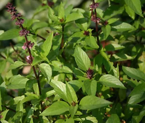 CANNELLA BASILICO Ocimum Basilicum - 100 semi sfusi - Foto 1 di 1