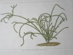 Vela Cereus Parafiticus - forma batidor grabado original botánica XVIII - Imagen 1 de 2